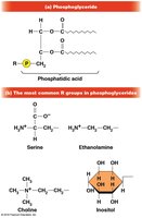 Phospholipid structure