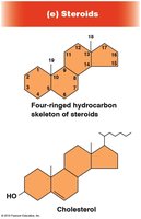 Steroid structure and cholesterol