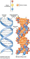 DNA double helix structure