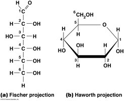 Fischer and Haworth projections of glucose