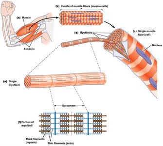 Structure of skeletal muscle from muscle to myofibril to sarcomere