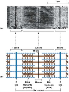Sarcomere structure and banding pattern