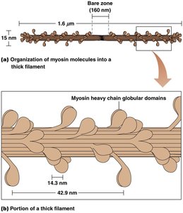Organization of myosin molecules into a thick filament