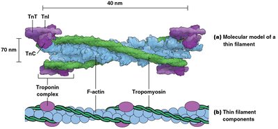 Molecular model of a thin filament with actin, tropomyosin, and troponin