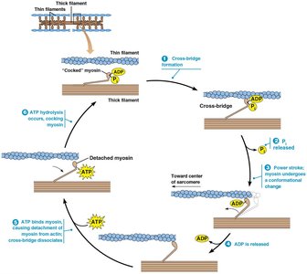 The contraction cycle of muscle
