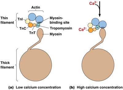 Calcium regulation of muscle contraction