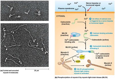 Phosphorylation of myosin II by myosin light-chain kinase (MLCK) in smooth muscle