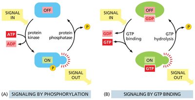 Signaling by phosphorylation and GTP binding