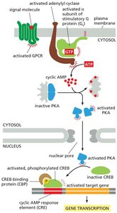 cAMP pathway leading to gene transcription