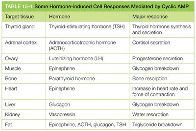 Hormone-induced cell responses mediated by cAMP