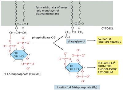 Hydrolysis of PI(4,5)P2 by phospholipase C-β