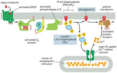 GPCRs increase cytosolic Ca2+ and activate protein kinase C