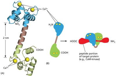 Structure of Ca2+/calmodulin