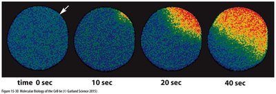Olfactory receptor neurons