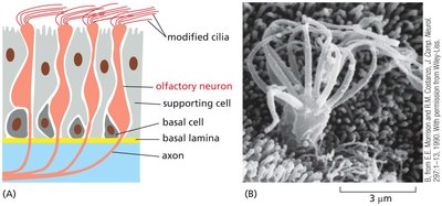 Rod photoreceptor cell response to light