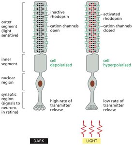 Subfamilies of receptor tyrosine kinases (RTKs)