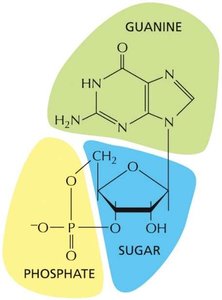 Activation of RTKs by dimerization and autophosphorylation