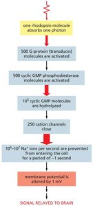 RTK activates Ras through Ras GEF