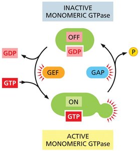 Regulation of a monomeric GTPase