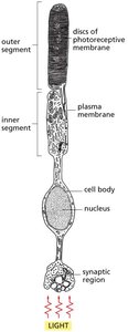 MAP kinase signaling module activated by Ras