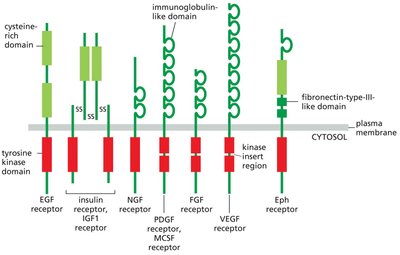 The Ras superfamily of monomeric GTPases