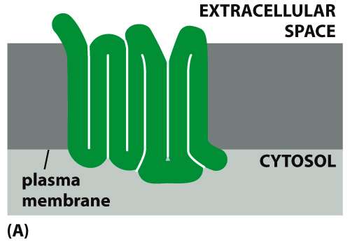GPCR seven-pass transmembrane structure