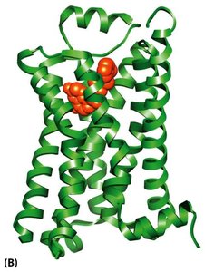 3D structure of a GPCR