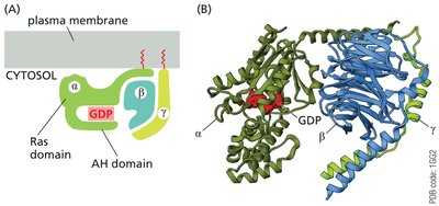 Structure of an inactive G protein