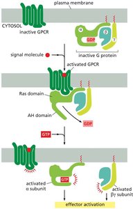 Activation of a G protein by an activated GPCR