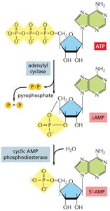 Synthesis and degradation of cAMP