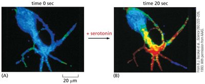 Increase in cAMP in response to serotonin