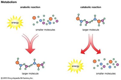 Diagram showing anabolic and catabolic reactions
