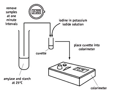 Experimental setup for measuring starch disappearance by amylase
