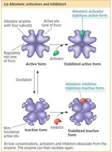 Allosteric activators and inhibitors