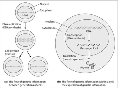Diagram of the flow of genetic information between generations and within a cell