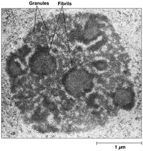 Electron micrograph of nucleolus showing granules and fibrils