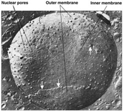 Electron micrograph of nuclear pores in the envelope