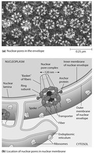 Diagram of nuclear pore complex structure