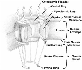 Detailed structure of the nuclear pore complex
