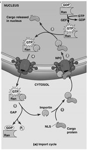 Diagram of the Ran GTPase cycle in nuclear import