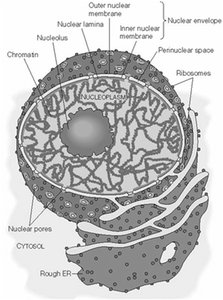 Diagram of the nucleus showing nuclear envelope, lamina, chromatin, nucleolus, and pores