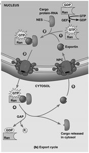 Diagram of the Ran GTPase cycle in nuclear export