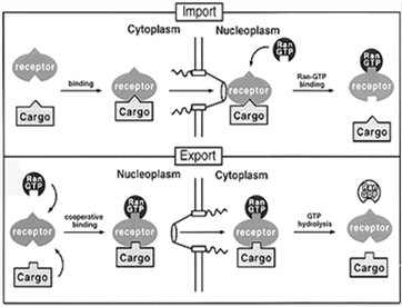 Diagram showing Ran GTP/GDP gradient across the nuclear envelope