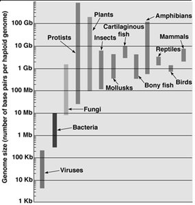 Graph of genome sizes across different organisms