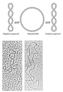 Diagram showing topoisomerase action on DNA supercoiling