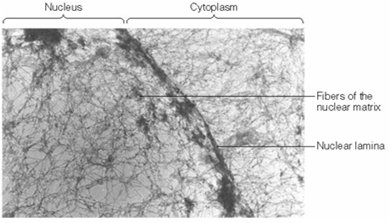 Electron micrograph showing nuclear matrix and lamina