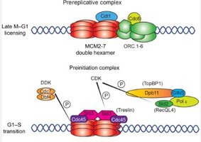 Replication licensing and preinitiation complex