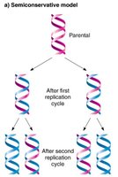 Mismatch repair mechanism