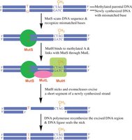 Base excision repair mechanism