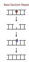 Nucleotide excision repair mechanism
